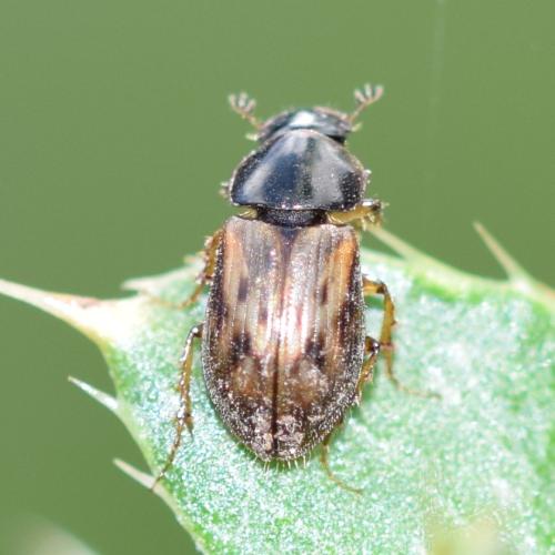 Nimbus sp.